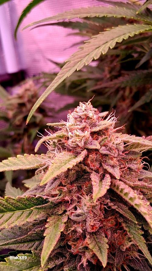 Mendo Frost Auto ❄️ 🏆. Week 8