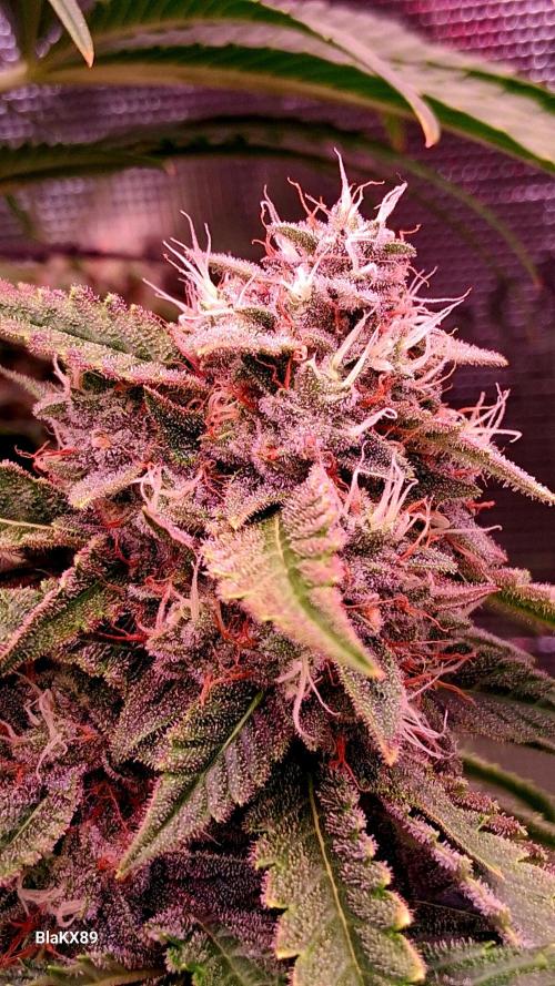 Mendo Frost Auto ❄️ 🏆. Week 8