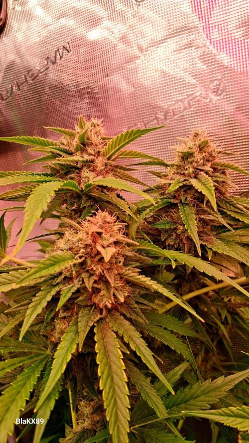 Mendo Frost Auto ❄️ 🏆. Week 8