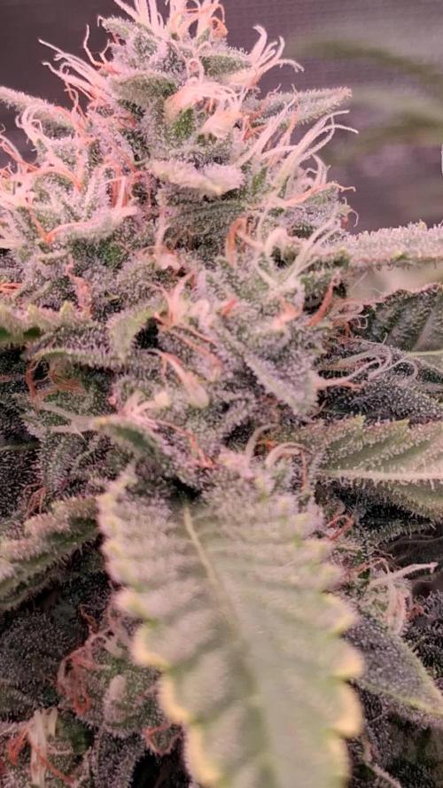 Mendo Frost Auto ❄️ 🏆
