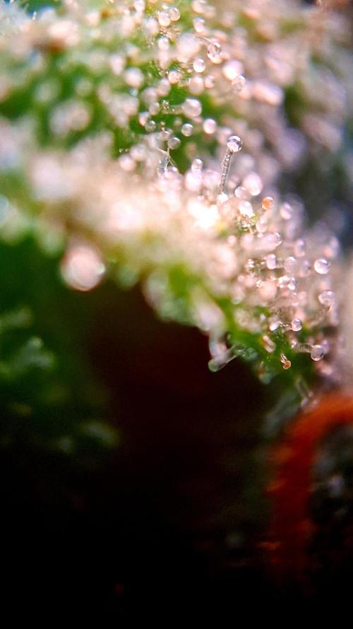 Mendo Frost Auto ❄️ 🏆. Week 8