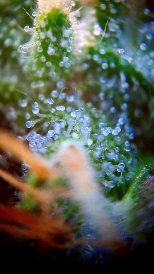 Mendo Frost Auto ❄️ 🏆. Week 8
