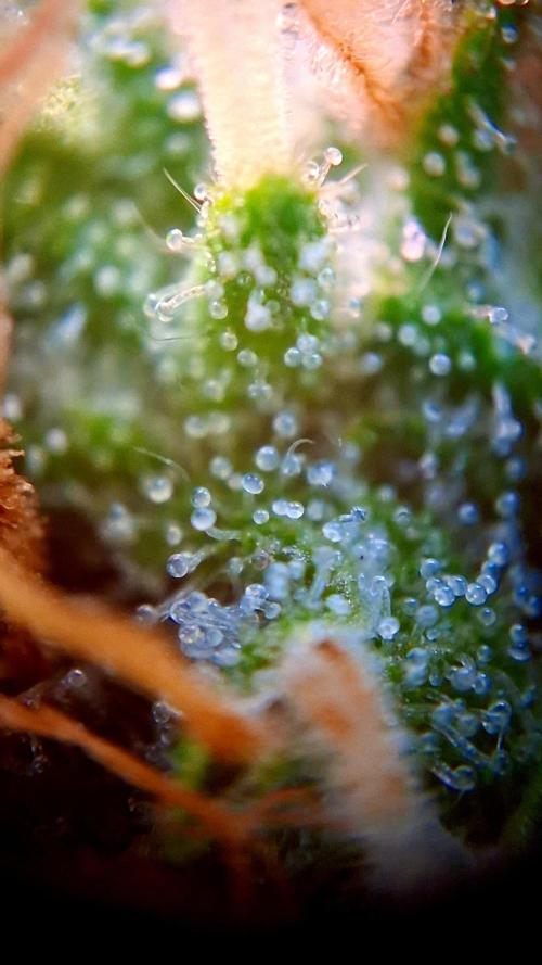 Mendo Frost Auto ❄️ 🏆. Week 8