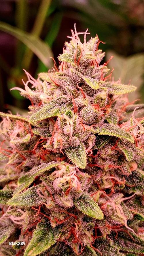 Banana Purple Auto | Paradise Seeds. Week 8
