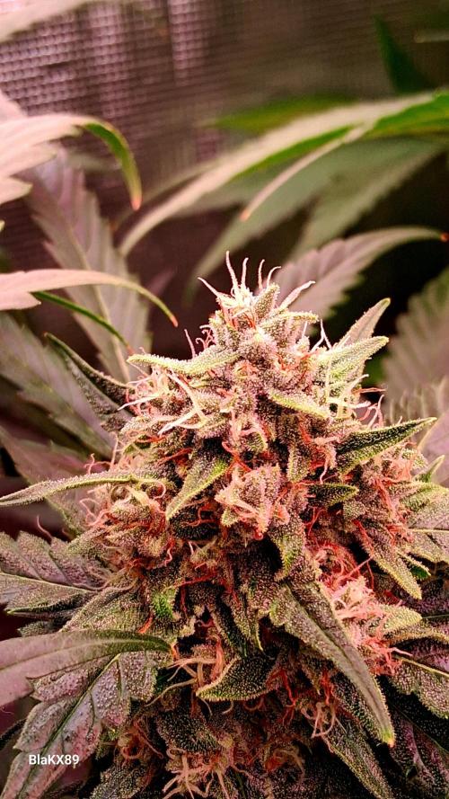 Banana Purple Auto | Paradise Seeds. Week 8