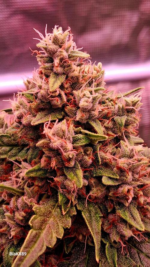 Banana Purple Auto | Paradise Seeds. Week 8