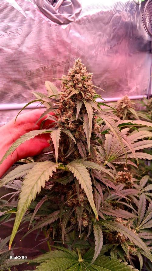 Banana Purple Auto | Paradise Seeds. Week 8