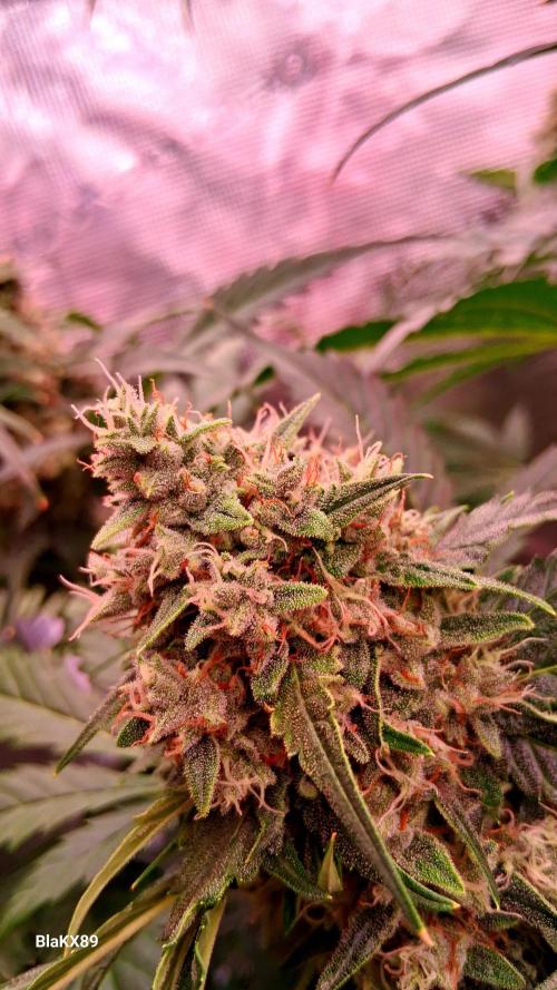 Banana Purple Auto | Paradise Seeds. Week 8