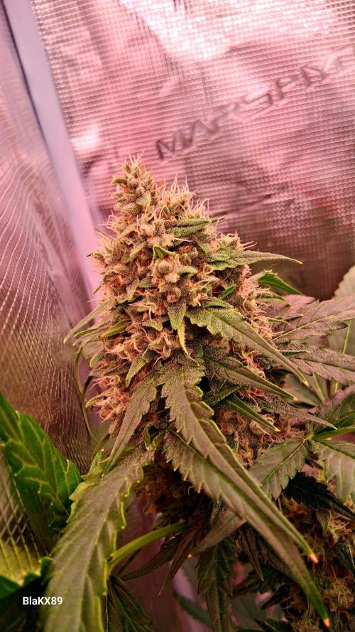 Banana Purple Auto | Paradise Seeds. Week 8