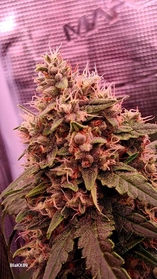 Banana Purple Auto | Paradise Seeds. Week 8