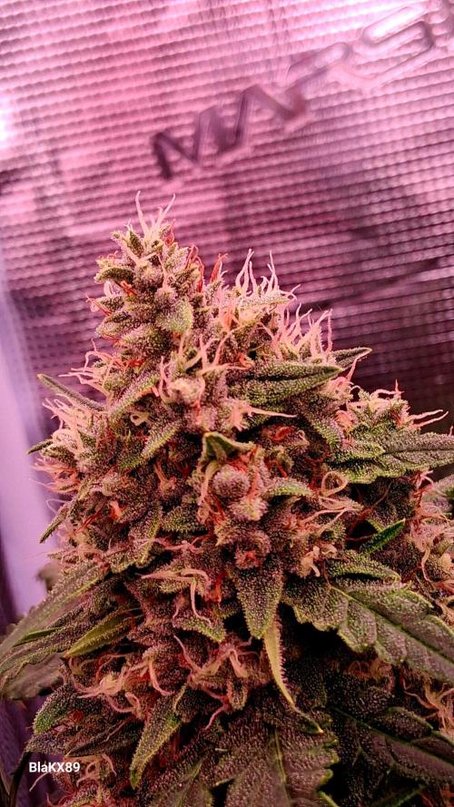 Banana Purple Auto | Paradise Seeds. Week 8