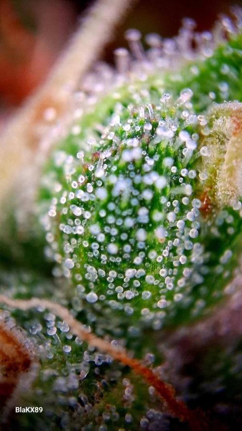 Banana Purple Auto | Paradise Seeds. Week 8