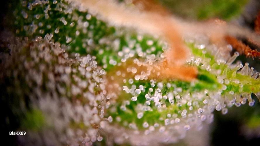Banana Purple Auto | Paradise Seeds. Week 8