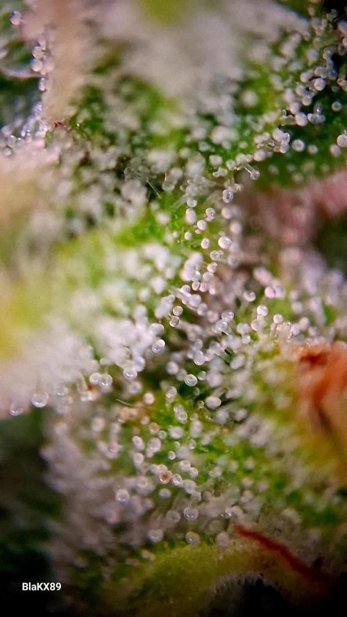 Banana Purple Auto | Paradise Seeds. Week 8