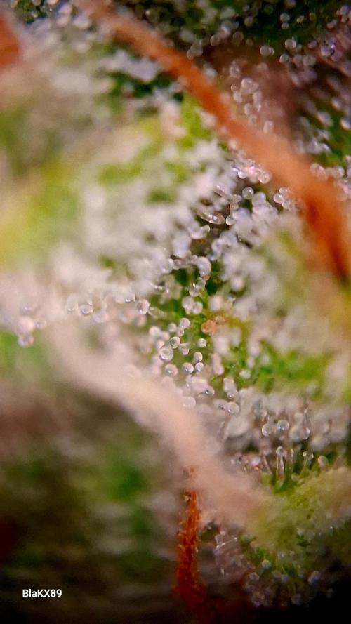 Banana Purple Auto | Paradise Seeds. Week 8
