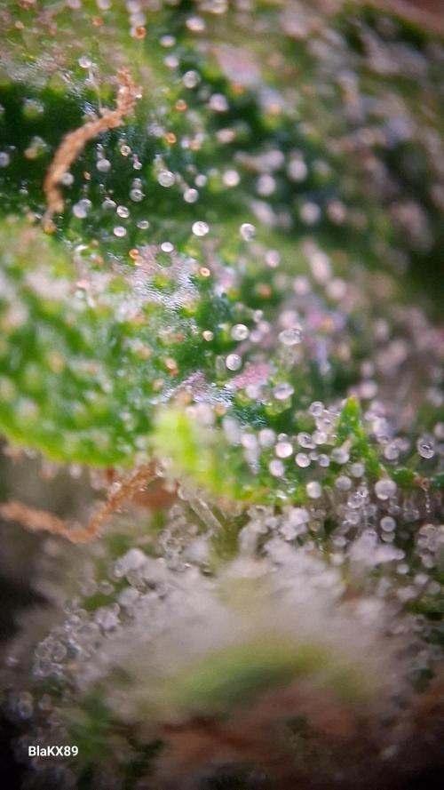 Banana Purple Auto | Paradise Seeds. Week 8