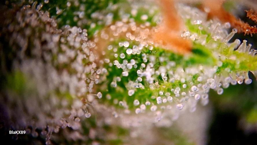 Banana Purple Auto | Paradise Seeds. Week 8
