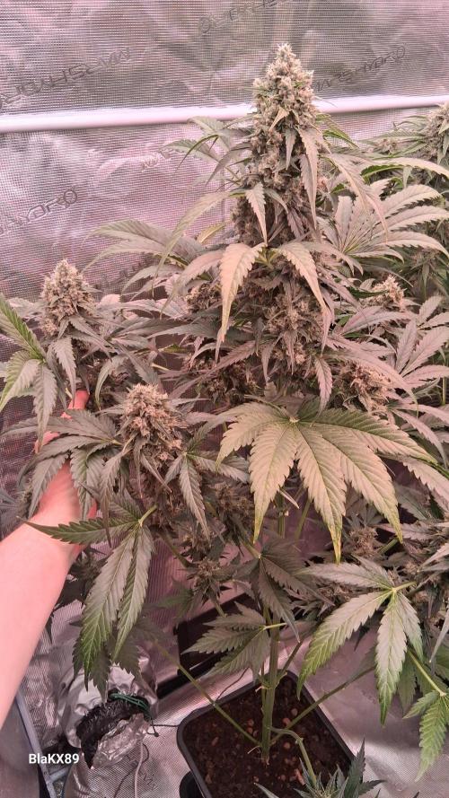 Banana Purple Auto | Paradise Seeds. Week 8