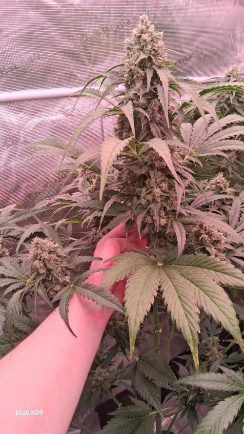 Banana Purple Auto | Paradise Seeds. Week 8
