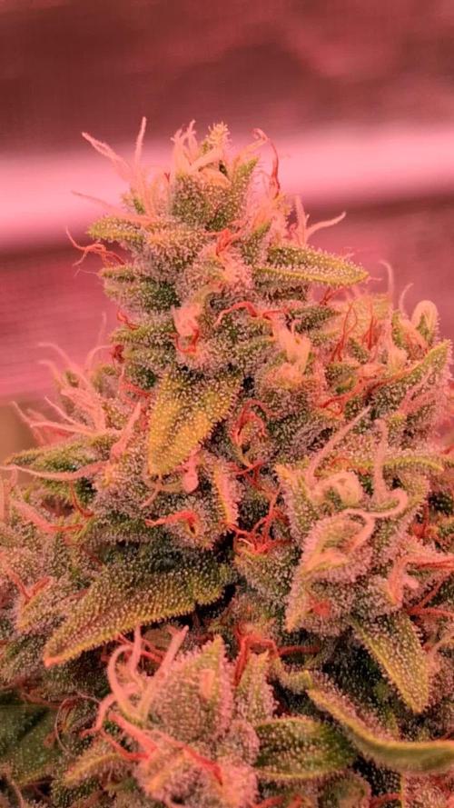 Banana Purple Auto | Paradise Seeds