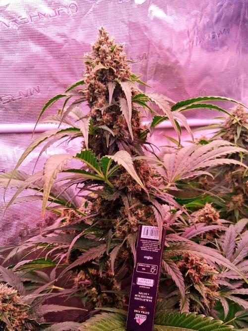 Banana Purple Auto | Paradise Seeds. Week 8