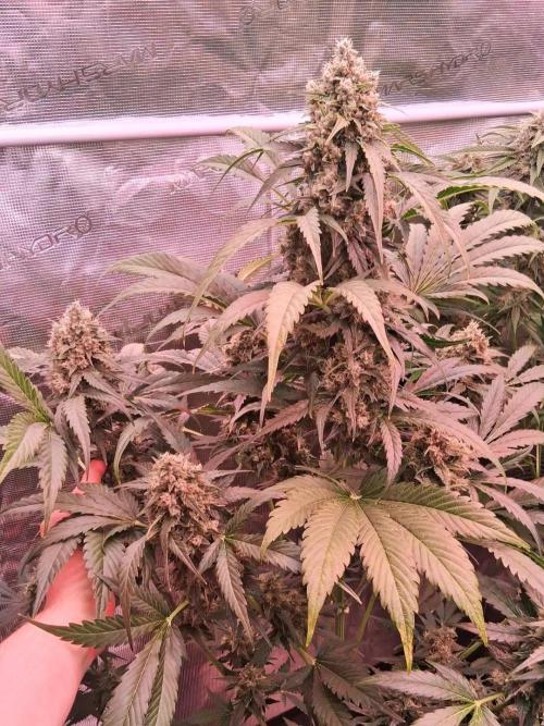Banana Purple Auto | Paradise Seeds. Week 8