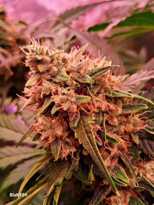 Banana Purple Auto | Paradise Seeds. Week 8