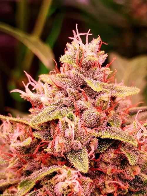 Banana Purple Auto | Paradise Seeds. Week 8