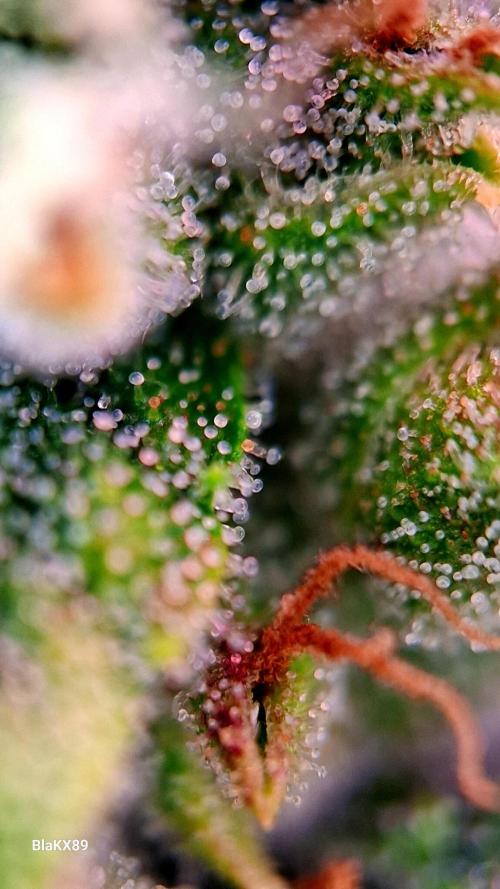 Banana Purple Auto | Paradise Seeds. Week 8