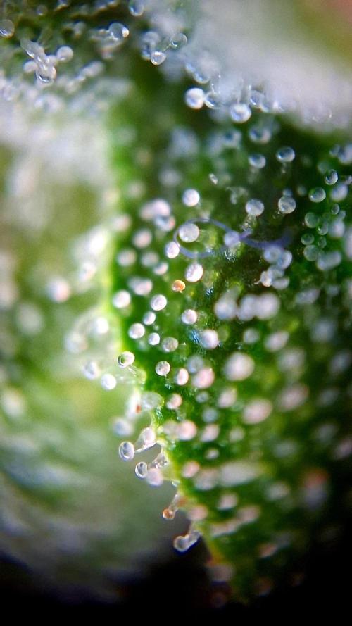 Banana Purple Auto | Paradise Seeds. Week 8