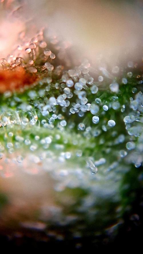 Banana Purple Auto | Paradise Seeds. Week 8