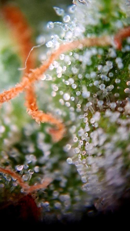 Banana Purple Auto | Paradise Seeds. Week 8