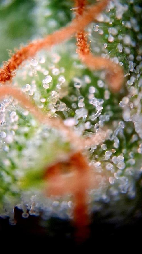 Banana Purple Auto | Paradise Seeds. Week 8
