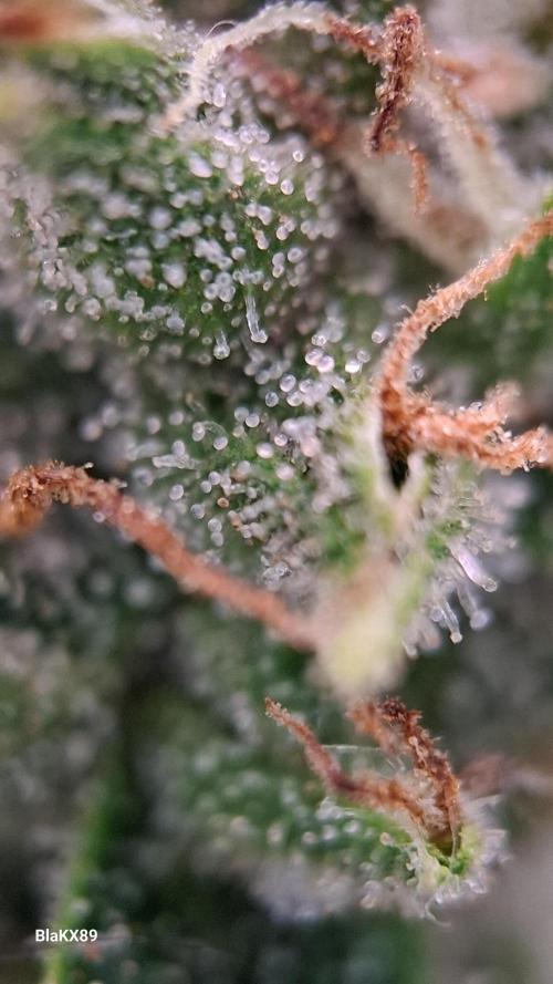 Banana Purple Auto | Paradise Seeds. Week 8