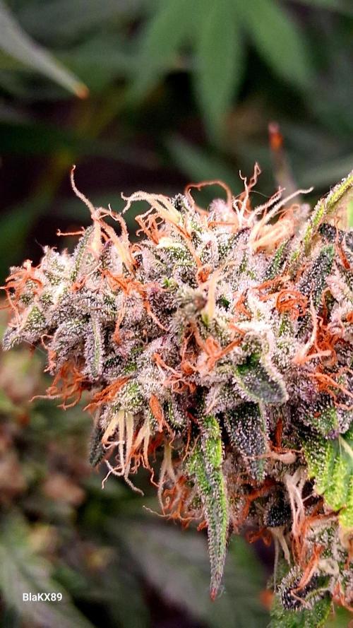 Guava Runtz Auto - Champion Line 🏆. Week 9