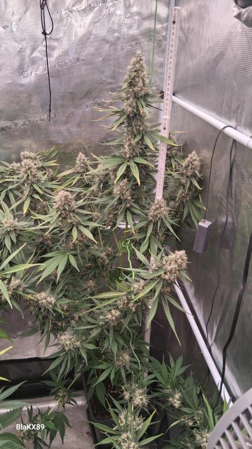 Guava Runtz Auto - Champion Line 🏆. Week 9