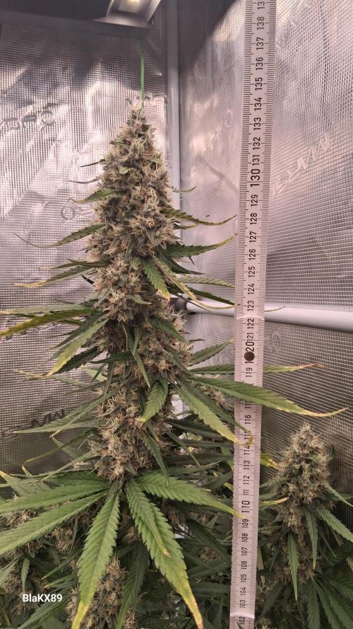 Guava Runtz Auto - Champion Line 🏆. Week 9