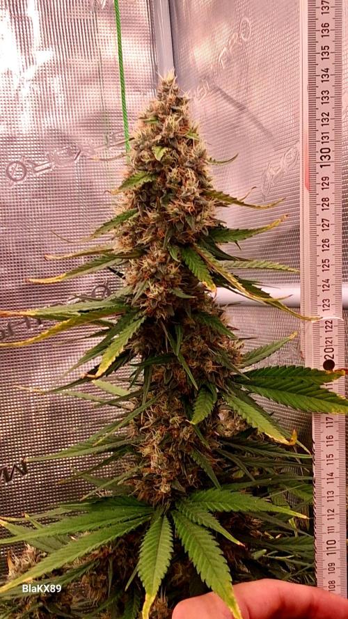 Guava Runtz Auto - Champion Line 🏆. Week 9
