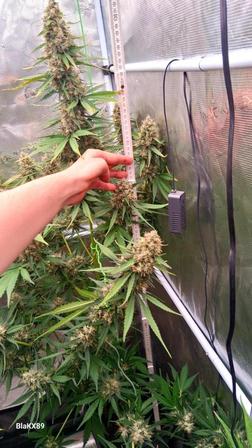 Guava Runtz Auto - Champion Line 🏆. Week 9
