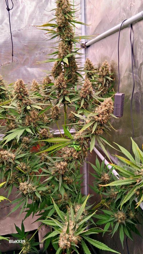 Guava Runtz Auto - Champion Line 🏆. Week 9