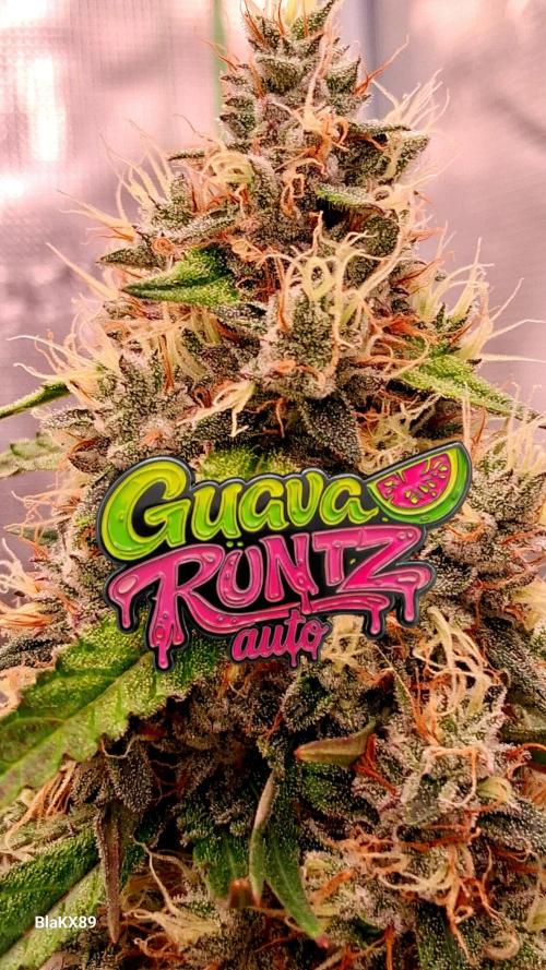 Guava Runtz Auto - Champion Line 🏆. Week 9