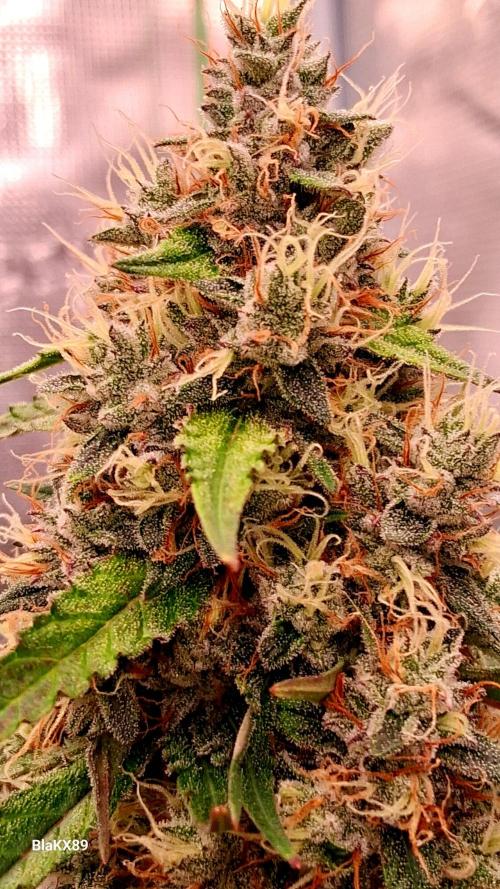 Guava Runtz Auto - Champion Line 🏆. Week 9