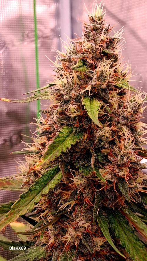 Guava Runtz Auto - Champion Line 🏆. Week 9