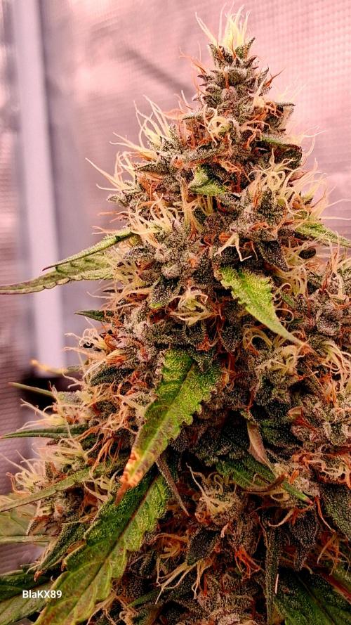 Guava Runtz Auto - Champion Line 🏆. Week 9