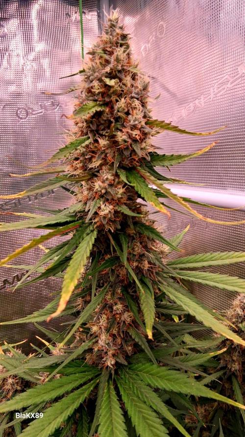 Guava Runtz Auto - Champion Line 🏆. Week 9
