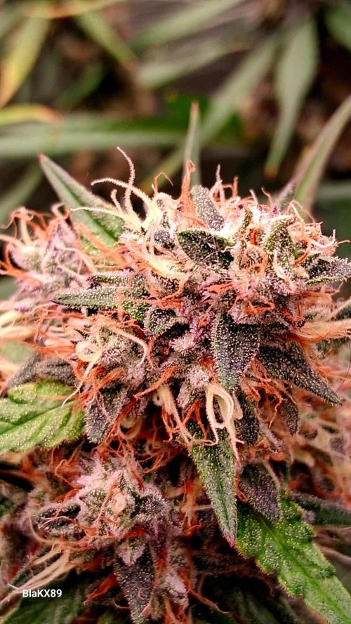 Guava Runtz Auto - Champion Line 🏆. Week 9