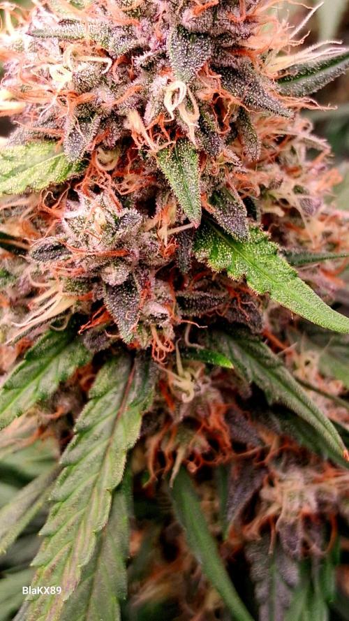 Guava Runtz Auto - Champion Line 🏆. Week 9