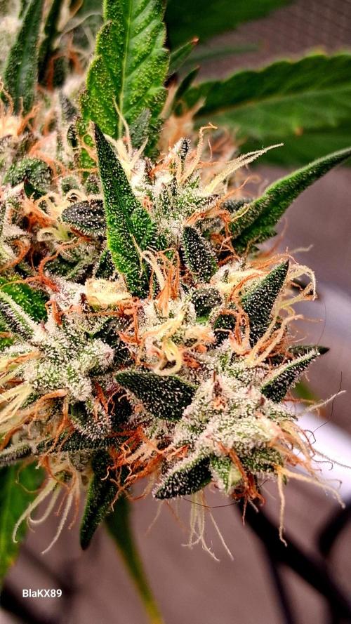 Guava Runtz Auto - Champion Line 🏆. Week 9