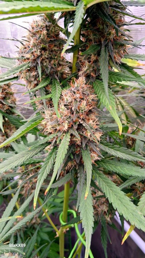 Guava Runtz Auto - Champion Line 🏆. Week 9