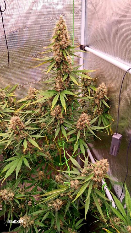 Guava Runtz Auto - Champion Line 🏆. Week 9